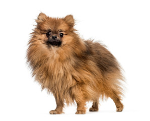 Obraz premium Pomeranian, 1 year old, in front of white background