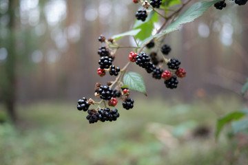 Brombeeren