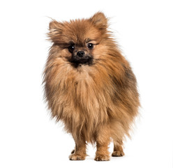 Pomeranian, 1 year old, in front of white background