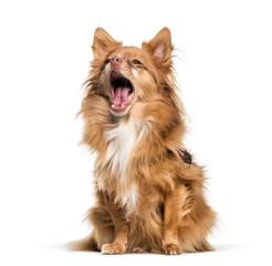 Mixed-breed dog, 3 years old, sitting in front of white backgrou