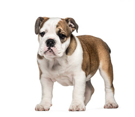 Puppy French Bulldog, 10 weeks old, in front of white background