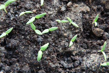 Selective close-up of green seedling. Green salad growing from seed