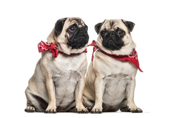 Obraz premium Pug, 2 years old and 1 year old, sitting in front of white backg