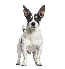 Jack Russell, 12 years old, in front of white background