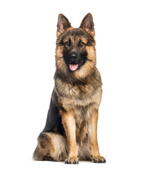 German Shepherd, 1 year old, sitting in front of white backgroun