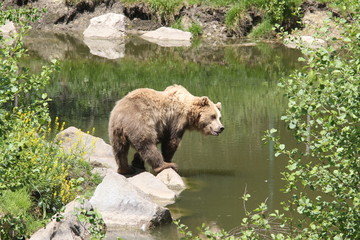 braunbär