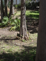 trees in the forest
