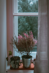 Window with flowers during a winter day in a typical house in Berlin's