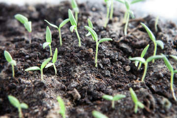 Selective close-up of green seedling. Green salad growing from seed