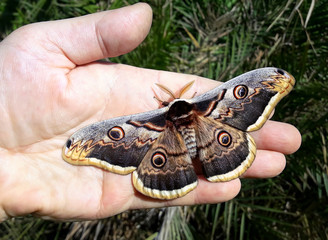 Moth, Saturnia pyri, the Giant Peacock moth, Great Peacock moth, Giant Emperor moth or Viennese emperor (Lepidoptera: Saturniidae) on human hand. Concept of environmental protection 