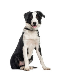 Border Collie, 6 months old, sitting in front of white backgroun