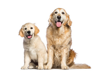 Golden Retriever, 12 years old and 3 months old, sitting in fron