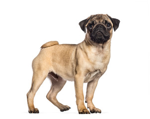 Pug, 4 months old, in front of white background
