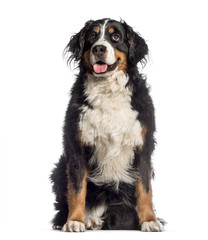 Bernese Mountain Dog, 7 years old, sitting in front of white bac