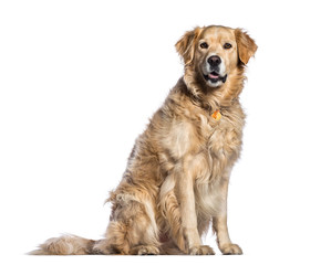 Golden Retriever, 5 years old, sitting in front of white backgro