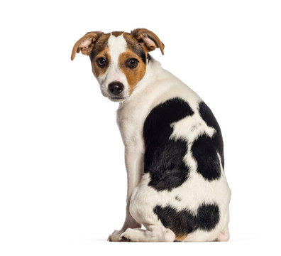 rear view of Fox Terrier dog, 3 months old, sitting in front of white background