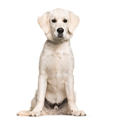 Golden Retriever, 6 months old, sitting in front of white backgr