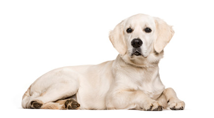 Golden Retriever, 6 months old, lying in front of white backgrou