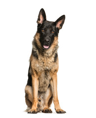 German Shepherd, 4 years old, sitting in front of white backgrou