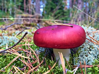 mushroom...
