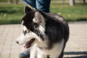 husky dog in the park in the summer season