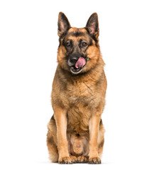German Shepherd, 6 years old, sitting in front of white backgrou