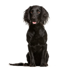 Cocker Spaniel, 1 year old, sitting in front of white background