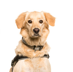 Mixed-breed dog, 3 years old, in front of white background