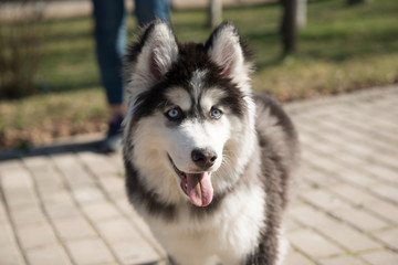 Naklejka na ściany i meble husky dog in the park in the summer season