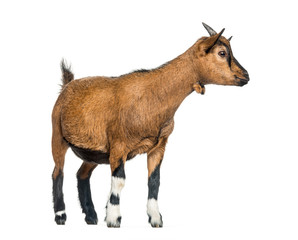 Young Goat, 4 months, standing in front of white background