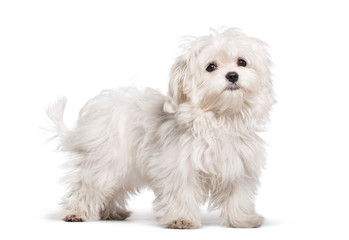 Maltese dog, 4 months old, in front of white background