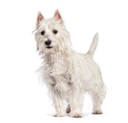 West Highland White Terrier in front of white background