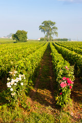 Fototapeta na wymiar vineyards near Saint-Emilion, Bordeaux, Francie