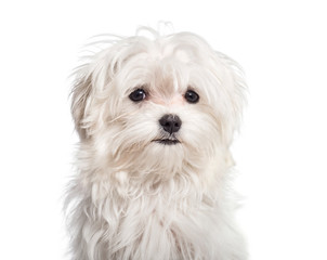 Maltese dog, 4 months old, in front of white background