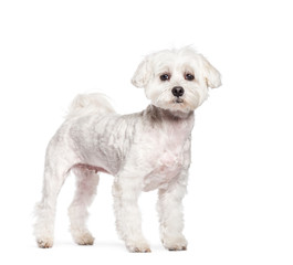Maltese dog in front of white background