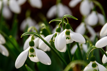 Snowdrops. The first flowers in the rays of the spring sun. Snowdrop Elweza. Rare flower listed in the "Red Book". The habitat in Ukraine is the coastal strip of the Tiligul estuary of the Black Sea. 