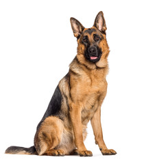 German Shepherd sitting in front of white background