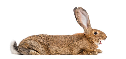 Flemish Giant rabbit yawning, 6 months old, lying in front of wh