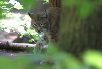 luchs