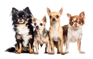 Chihuahua in front of white background
