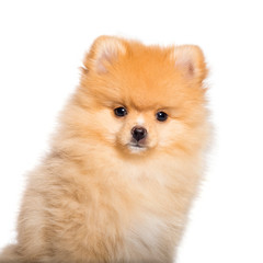 Obraz premium Pomeranian, 4 months old, in front of white background