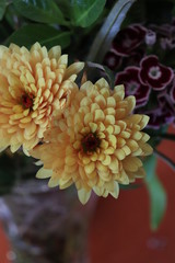 orange flower
