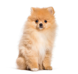 Pomeranian, 4 months old, in front of white background