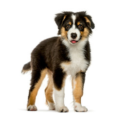 Australian Shepherd, 4 months old, in front of white background