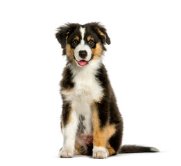 Australian Shepherd, 4 months old, sitting in front of white bac