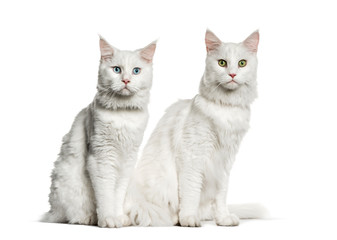 Fototapeta premium Maine Coon sitting in front of white background