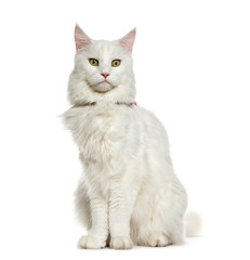 Maine Coon sitting in front of white background