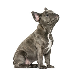 Naklejka premium French Bulldog, 3 months old, sitting in front of white backgrou