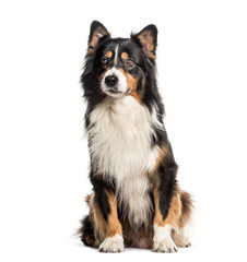 Australian Shepherd sitting in front of white background