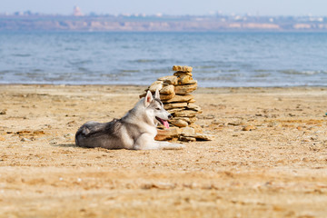 Siberian Huskies on a beach